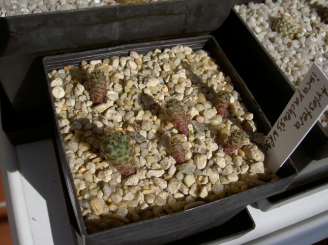 Picture of plant