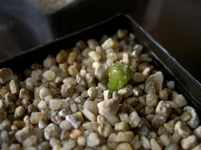 Picture of plant