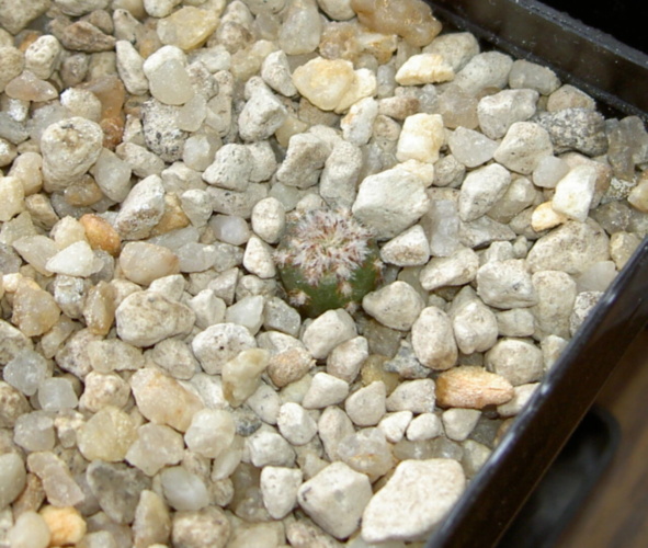 Picture of plant