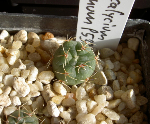 Picture of plant