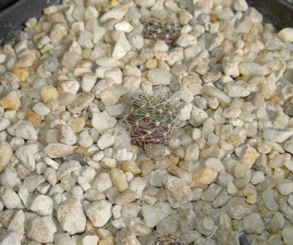 Picture of plant