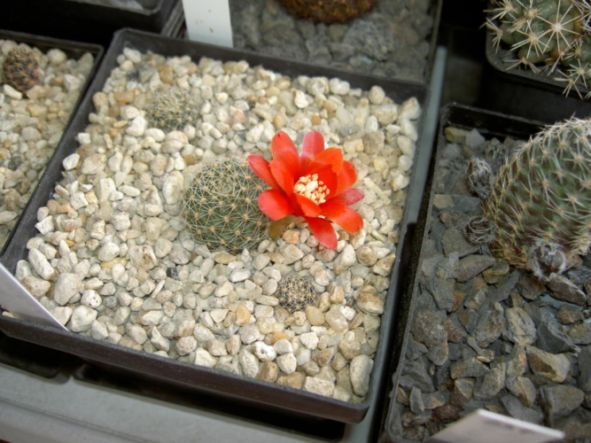 Picture of plant