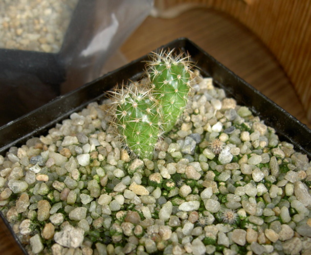 Picture of plant