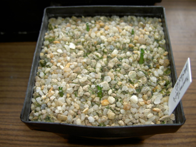 Picture of plant