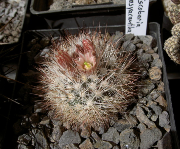 Picture of plant
