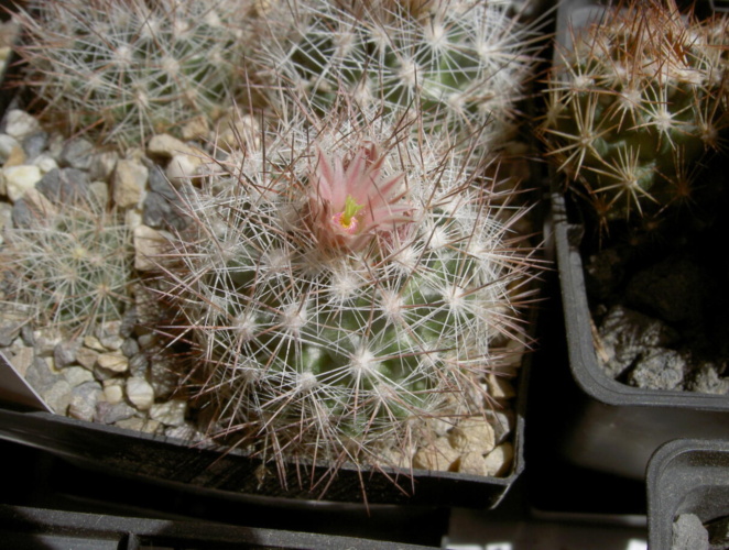 Picture of plant