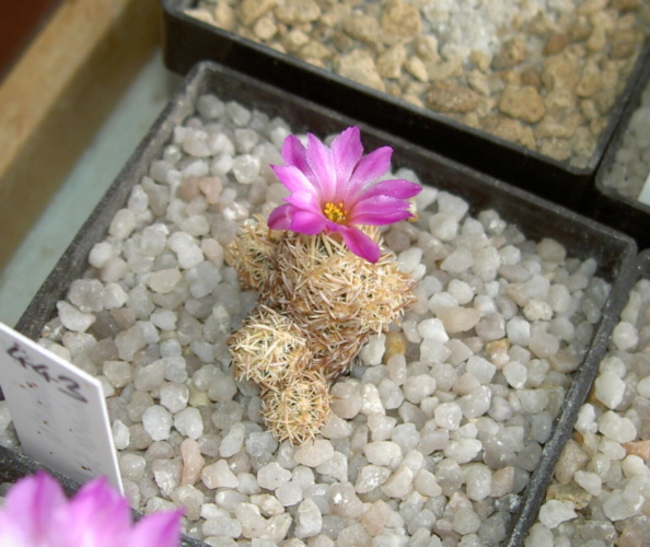 Picture of plant