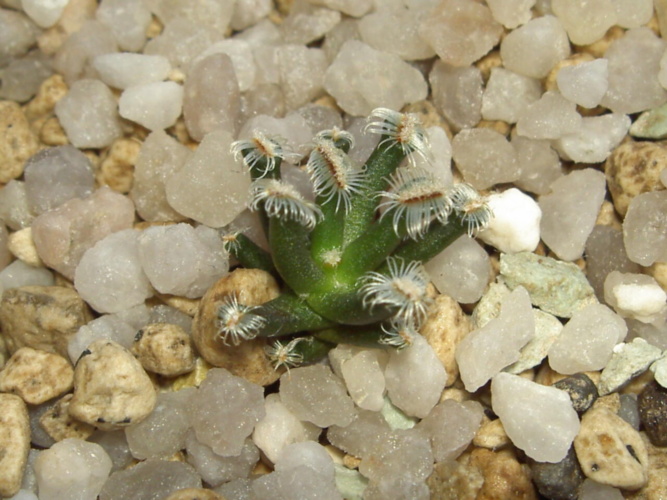 Picture of plant