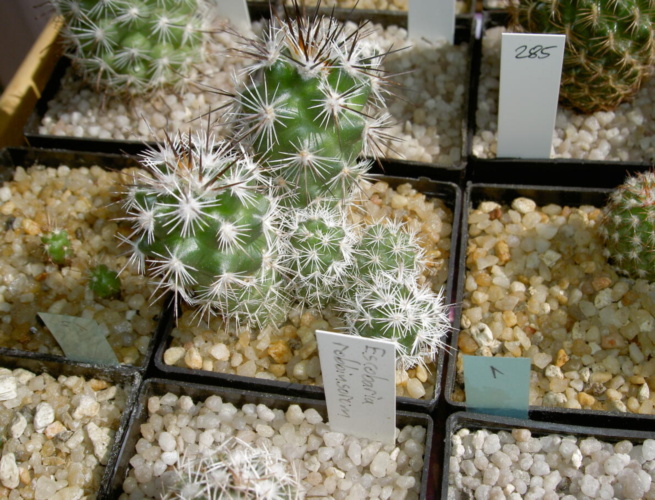 Picture of plant