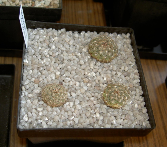 Picture of plant