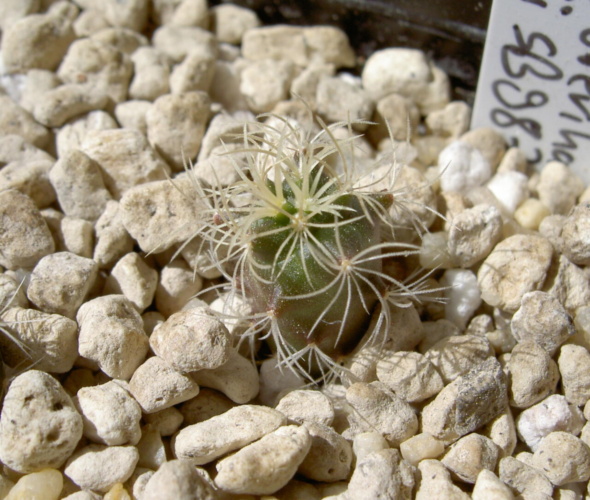 Picture of plant