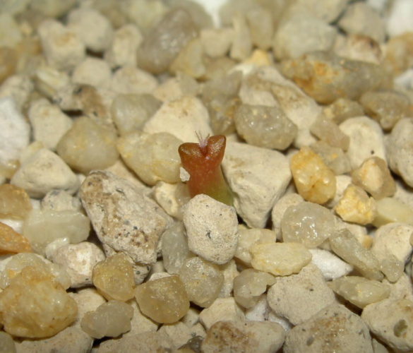 Picture of plant