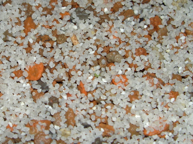 Picture of plant