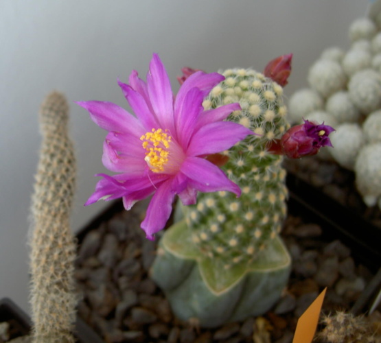 Picture of plant