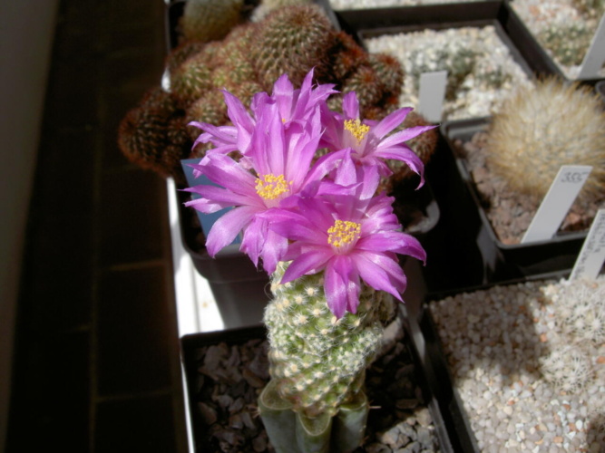 Picture of plant