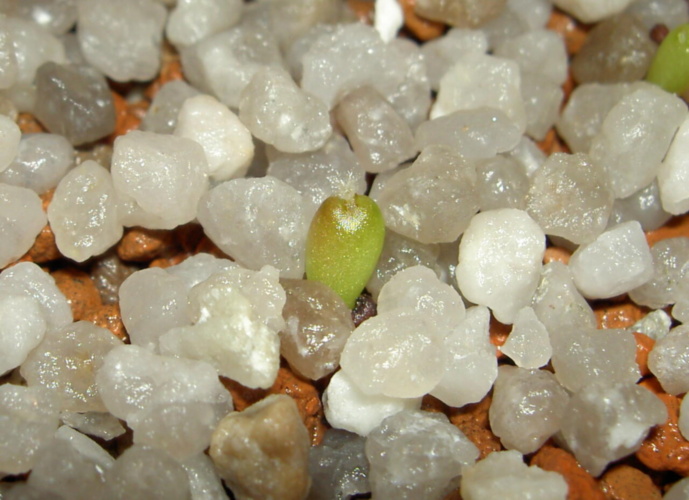 Picture of plant