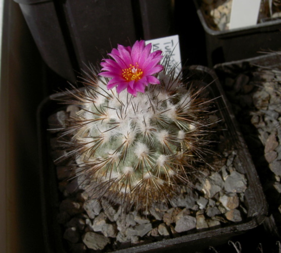 Picture of plant