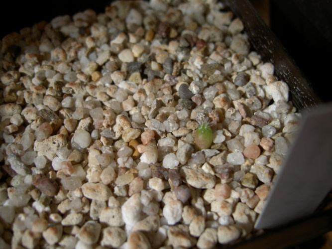 Picture of plant