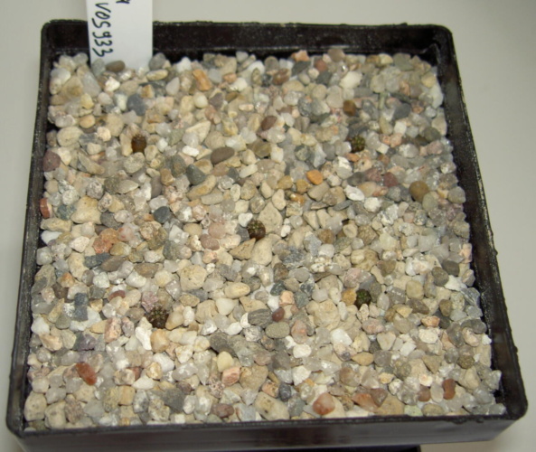 Picture of plant