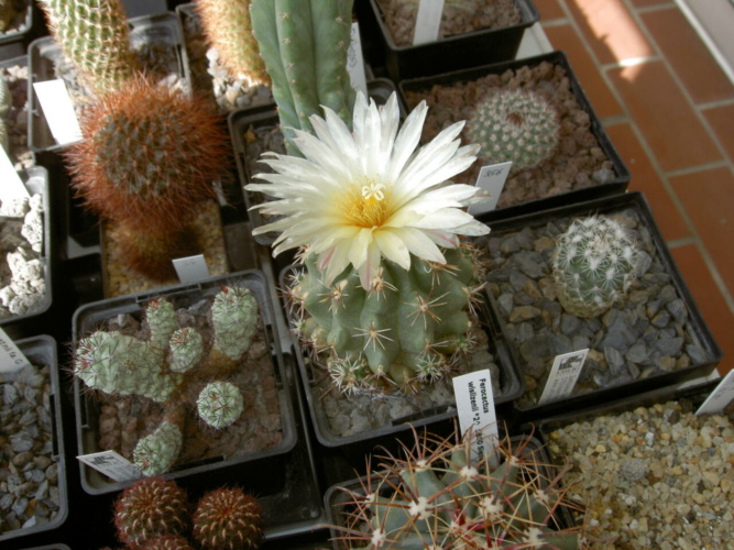 Picture of plant