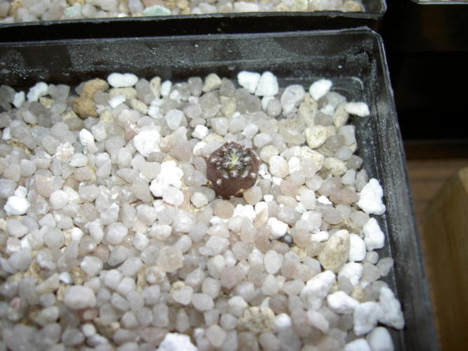 Picture of plant