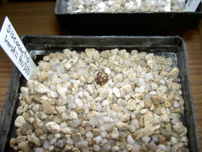 Picture of plant