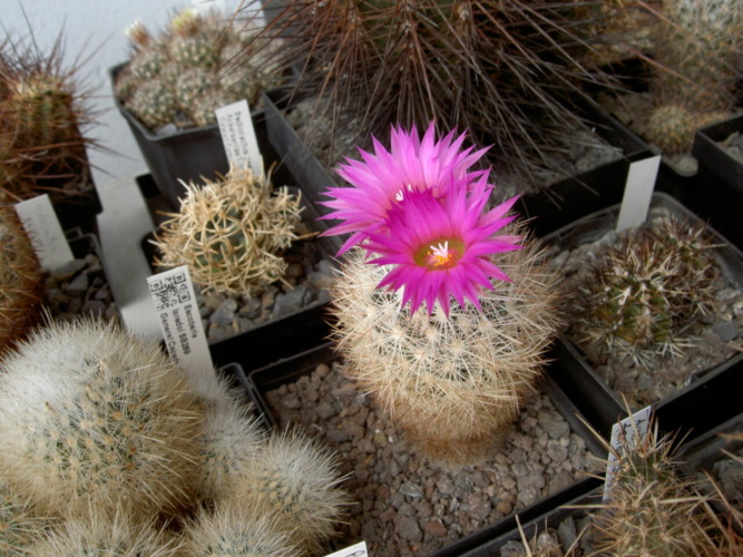 Picture of plant