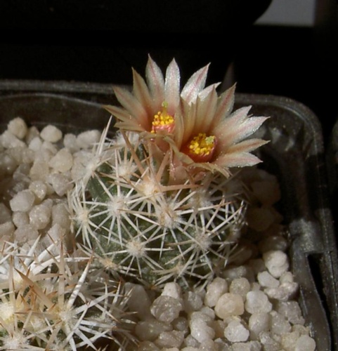 Picture of plant