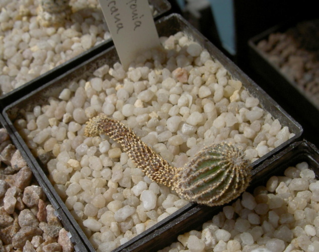 Picture of plant