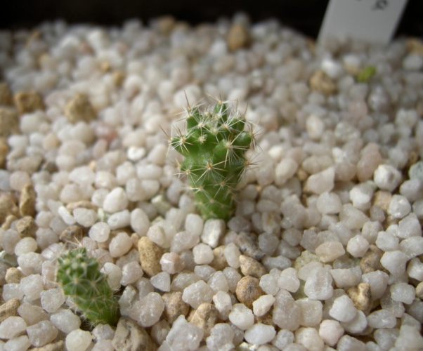 Picture of plant