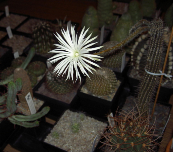Picture of plant