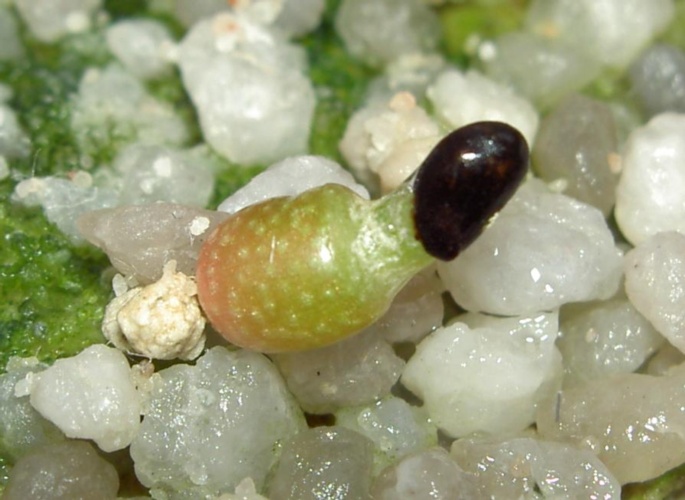 Picture of plant