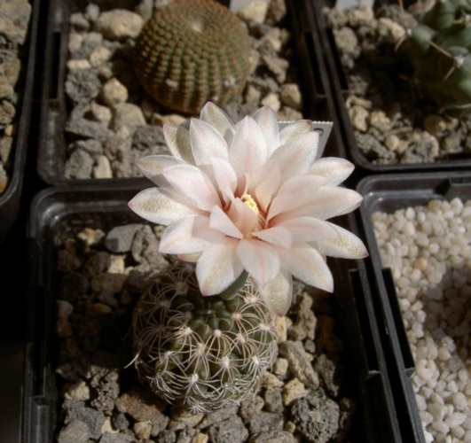 Picture of plant